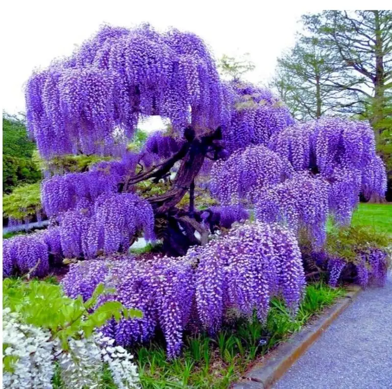 Wisteria