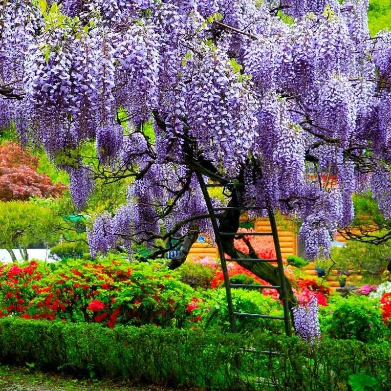 Wisteria