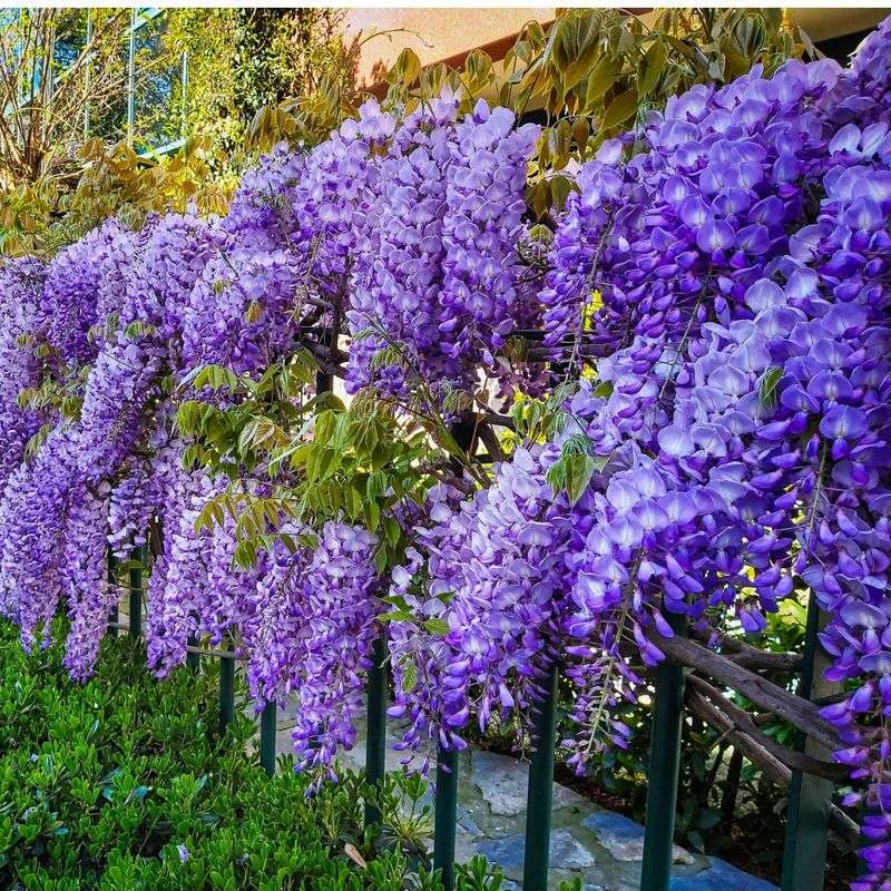 Wisteria