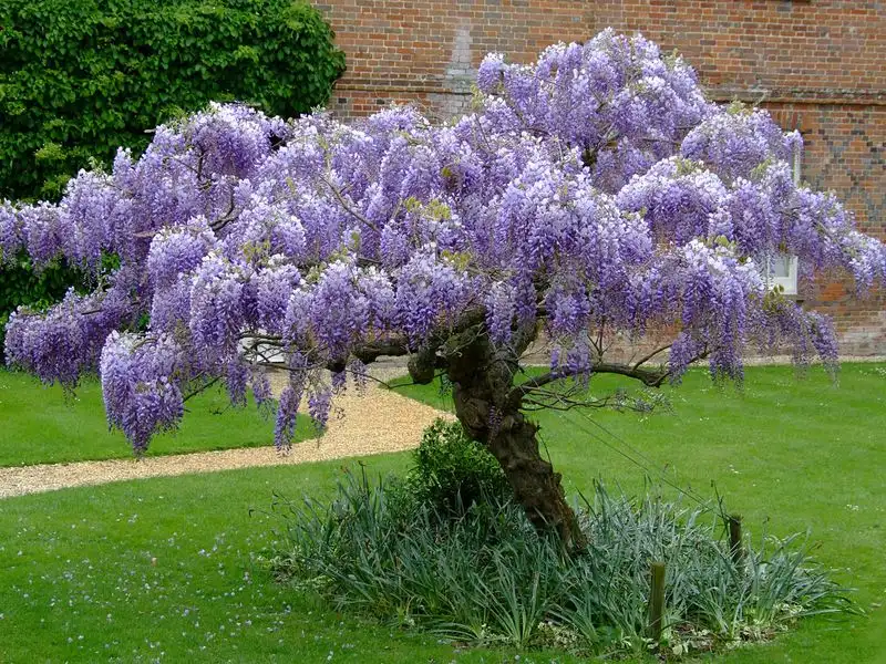 Wisteria