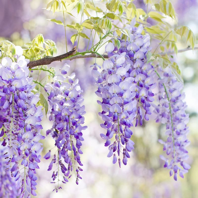 Wisteria