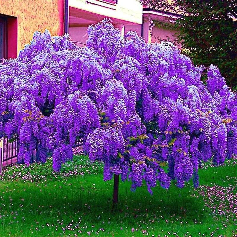 Wisteria