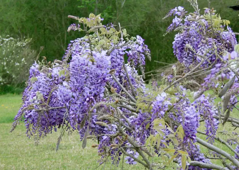 Wisteria