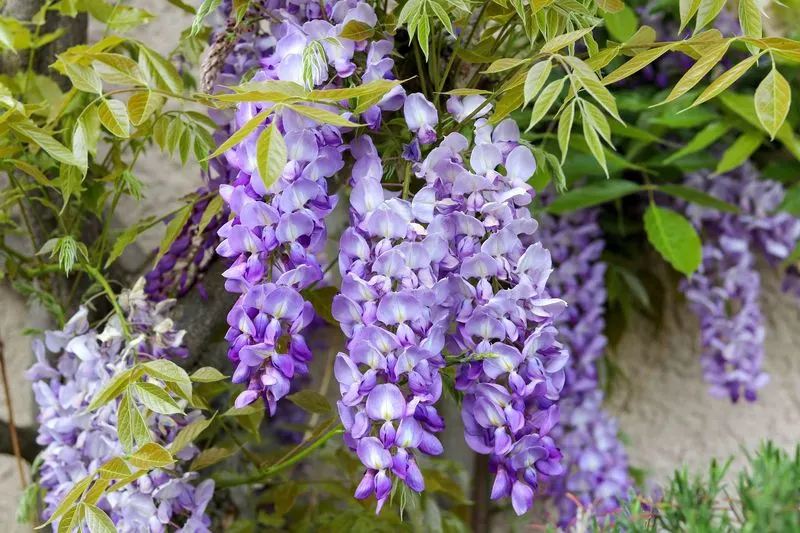 Wisteria