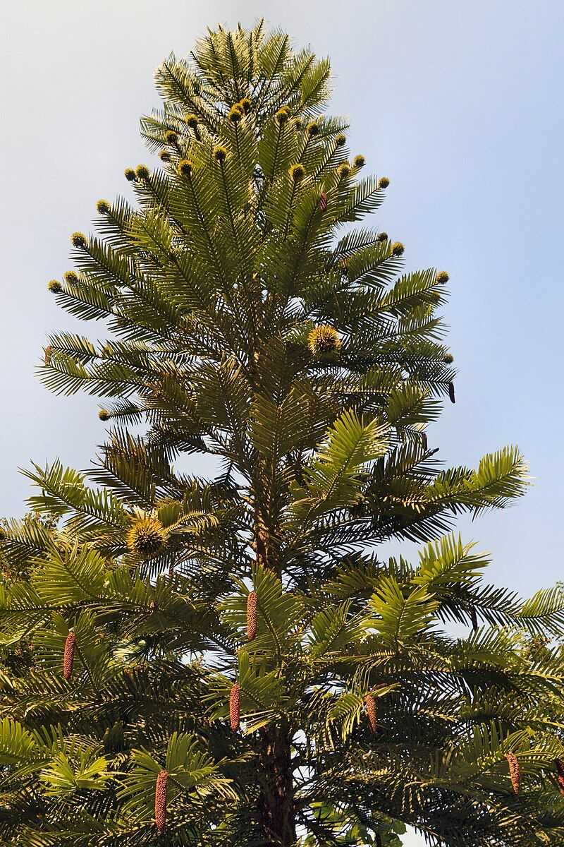 Wollemi Pine