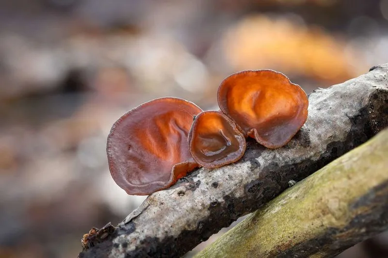 Wood Ear Mushrooms