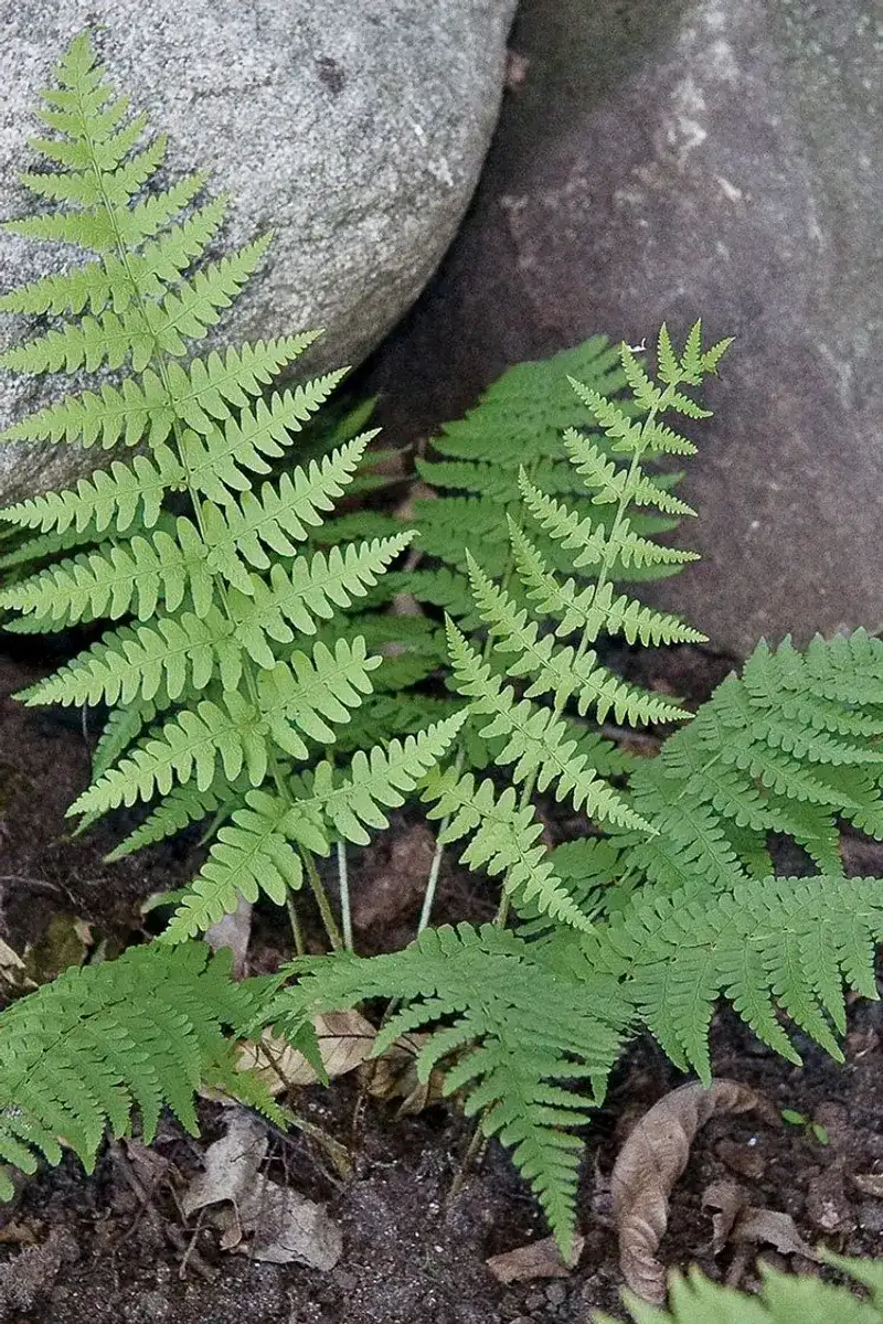 Wood Fern