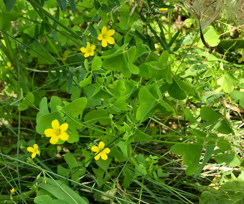 Wood Sorrel