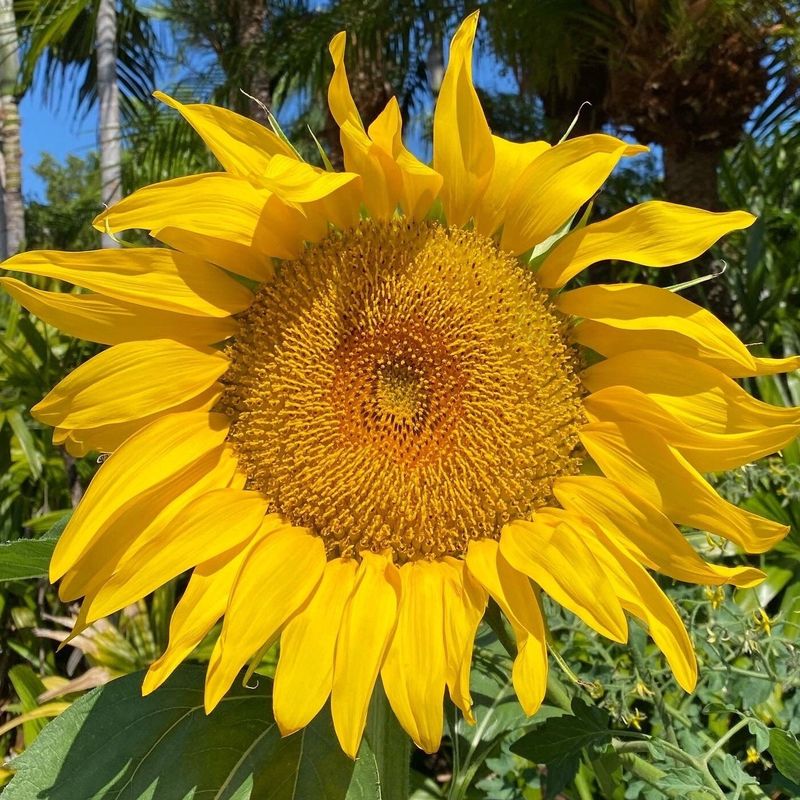 Woolly Mammoth Sunflower