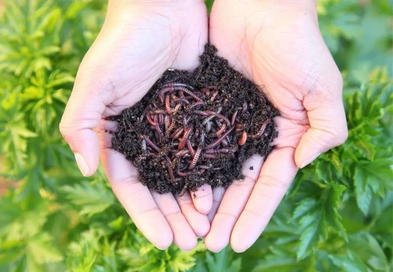 Worm Castings