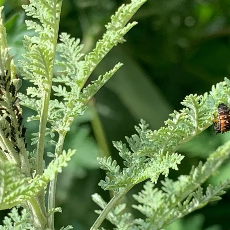 Wormwood