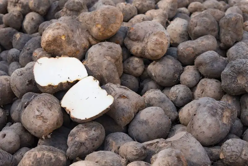Yam