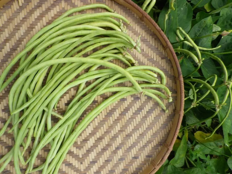 Yardlong Beans