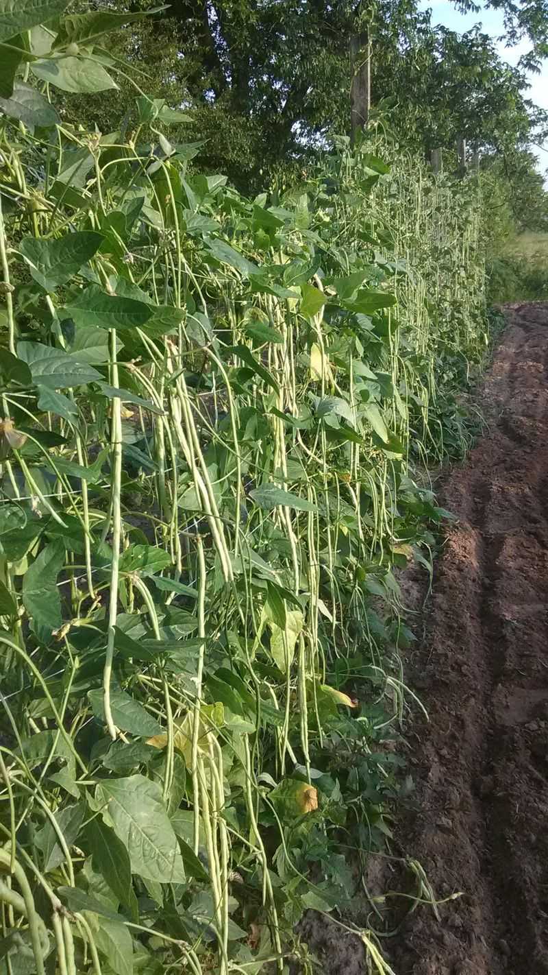 Yardlong Beans