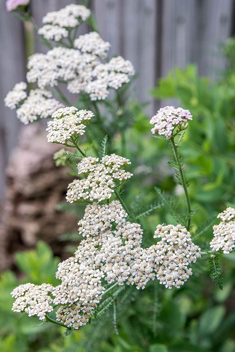 Yarrow