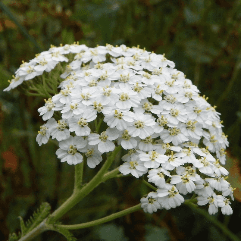 Yarrow