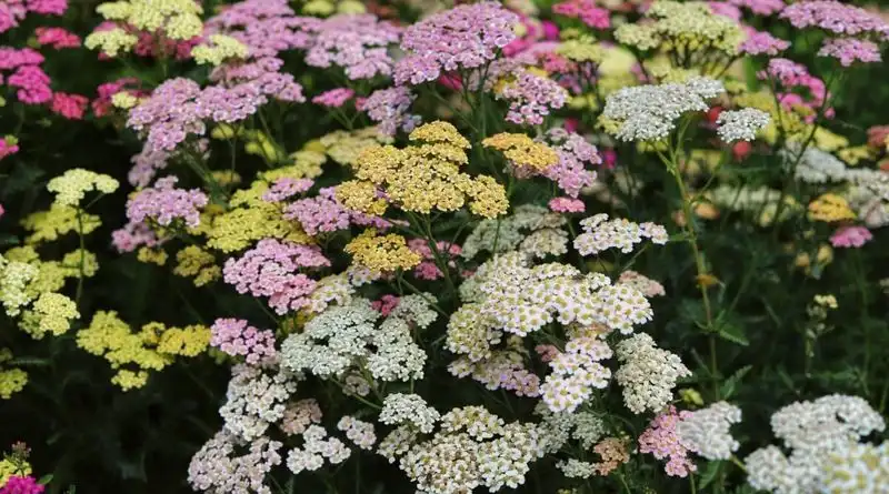 Yarrow