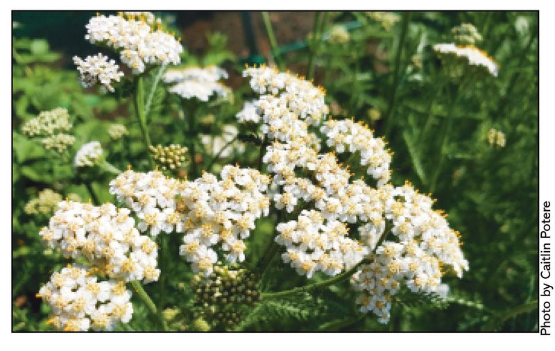 Yarrow