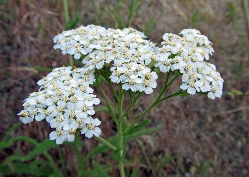 Yarrow