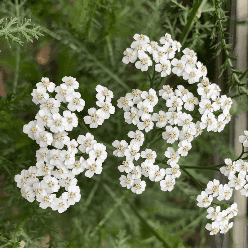 Yarrow