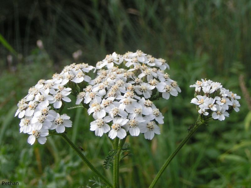 Yarrow