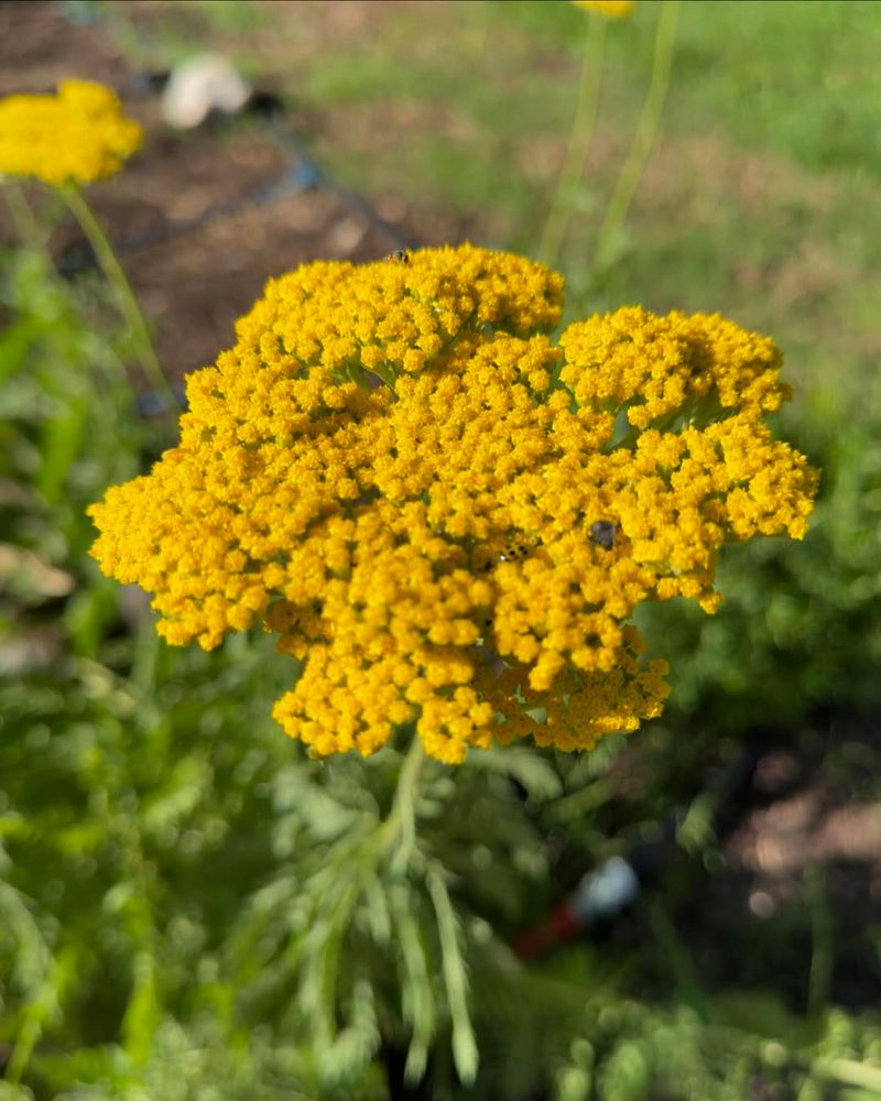 Yarrow