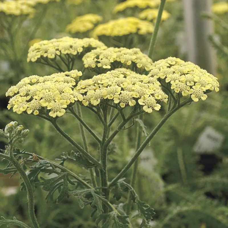 Yarrow