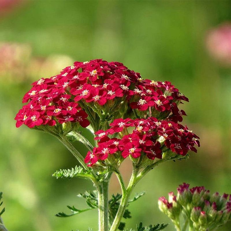 Yarrow