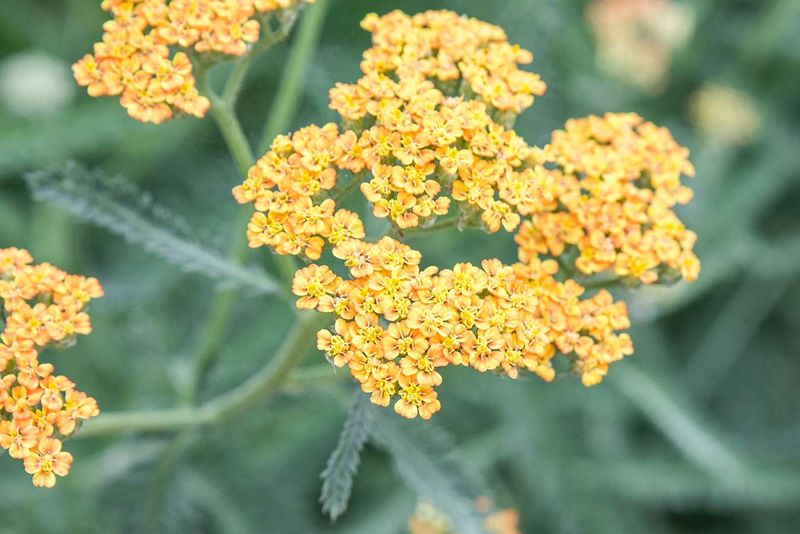 Yarrow (Achillea)