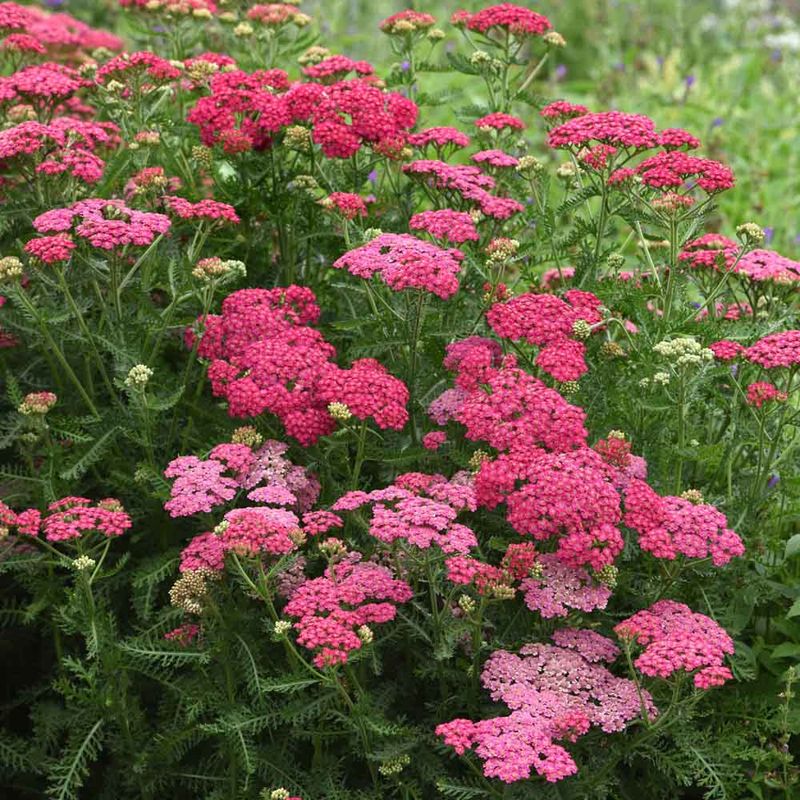 Yarrow (Achillea)