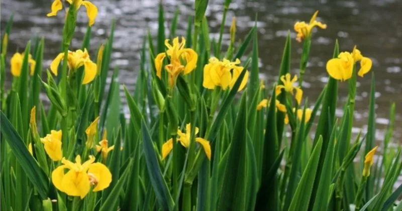Yellow Flag Iris