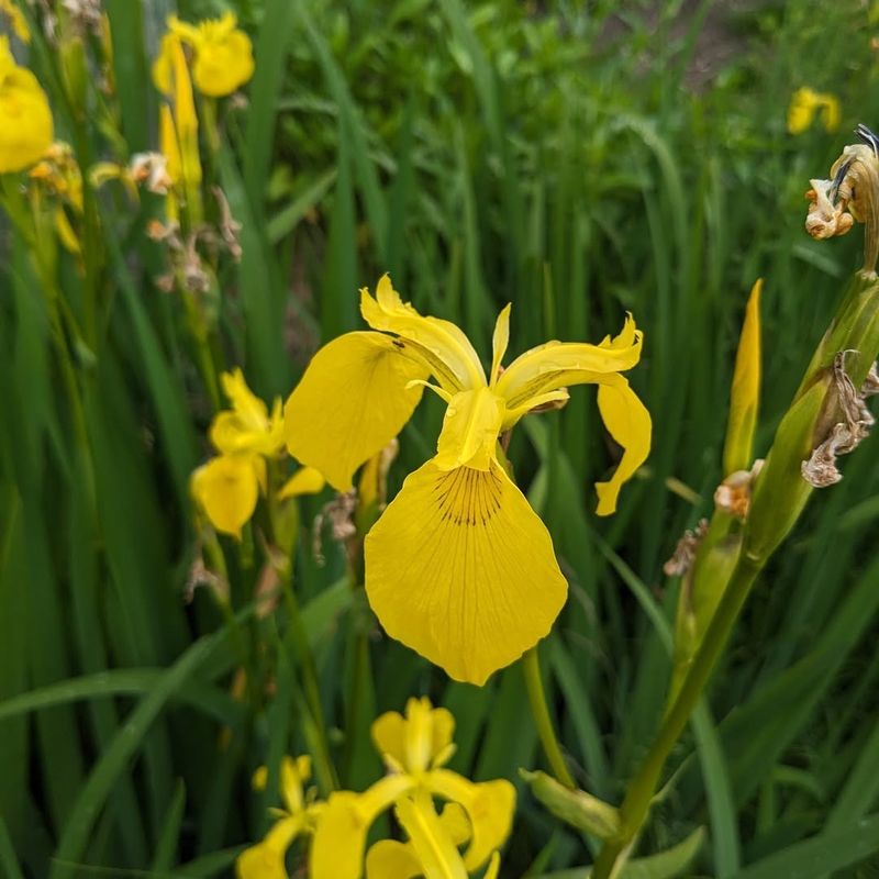 Yellow Flag Iris