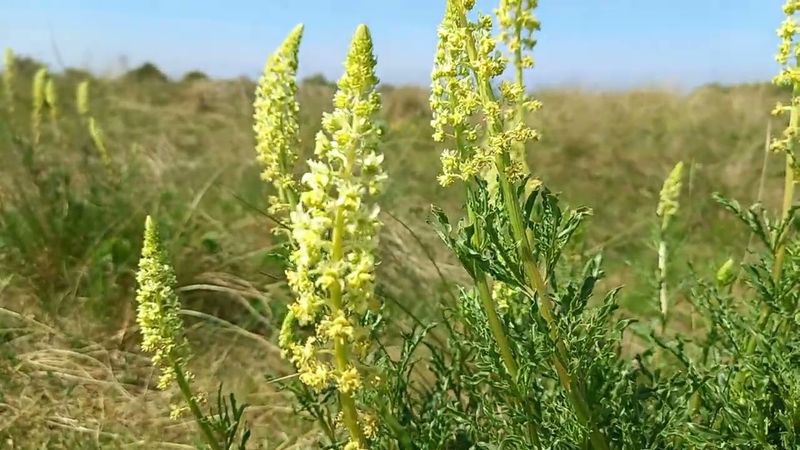 Yellow Mignonette