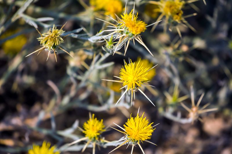 Yellow Star Thistle