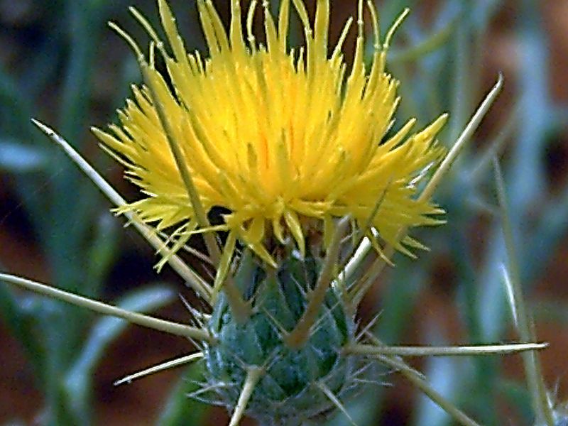 Yellow Star Thistle