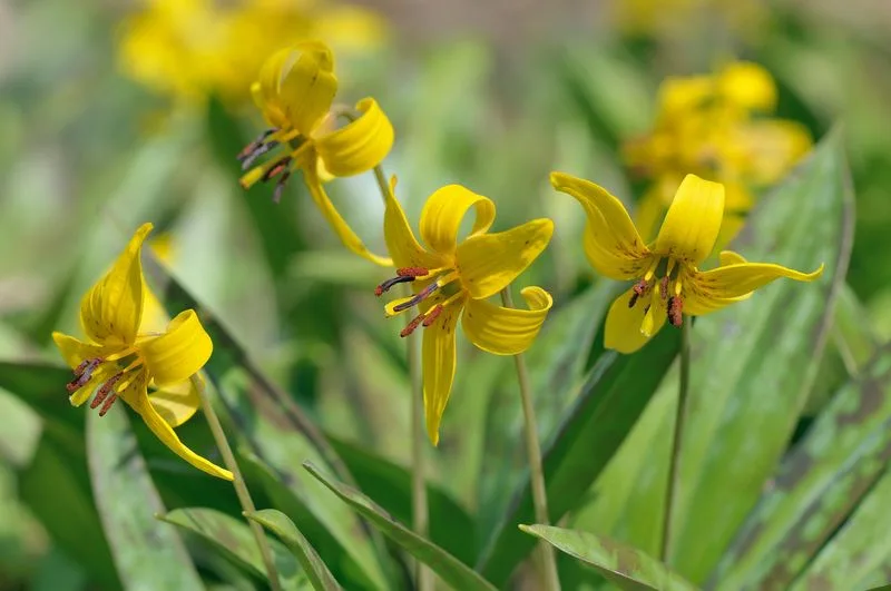 Yellow Trout Lily
