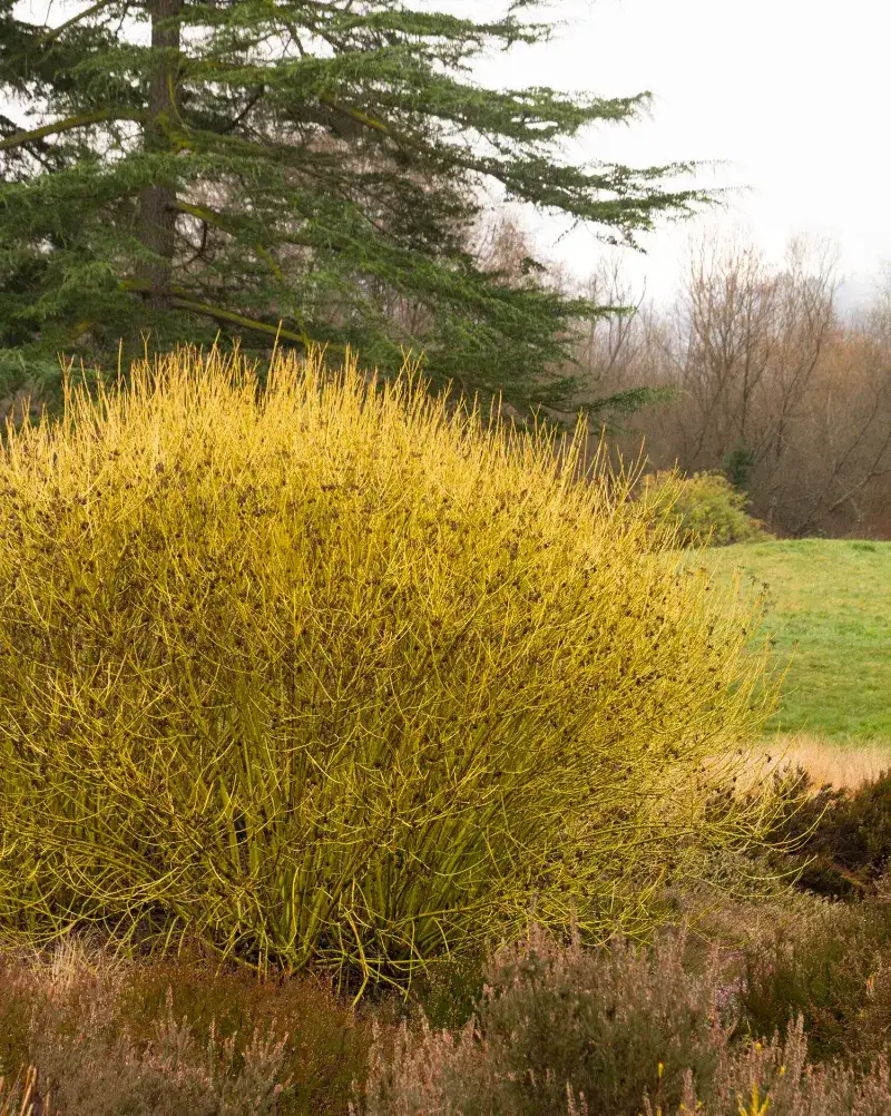 Yellow Twig Dogwood (Cornus sericea ‘Flaviramea’)