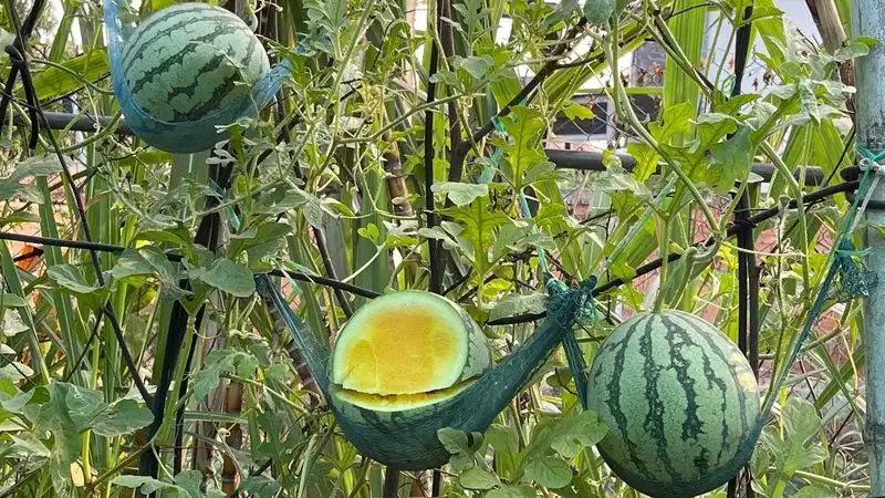 Yellow Watermelon