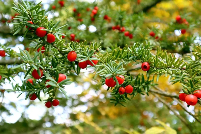 Yew