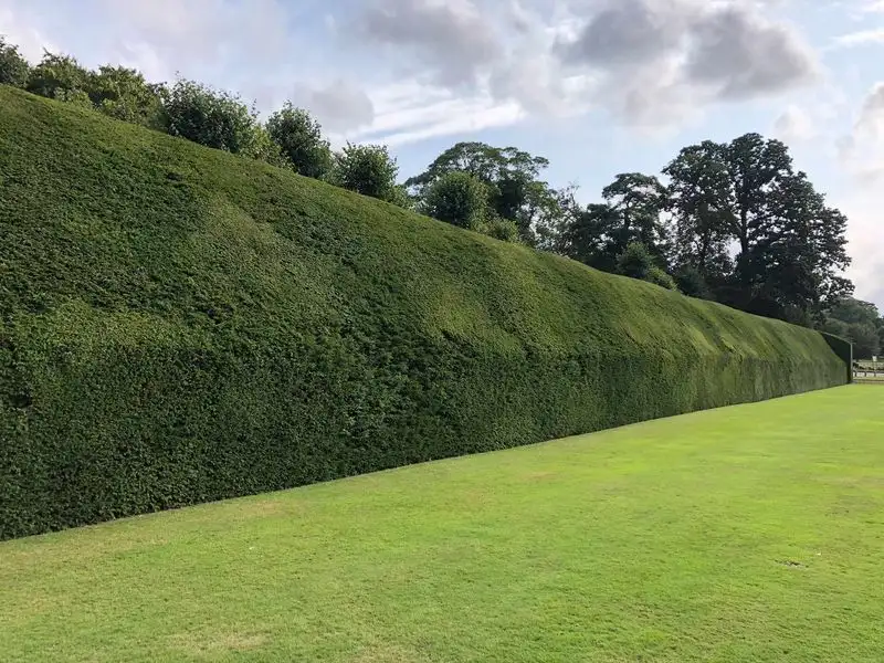 Yew Hedge