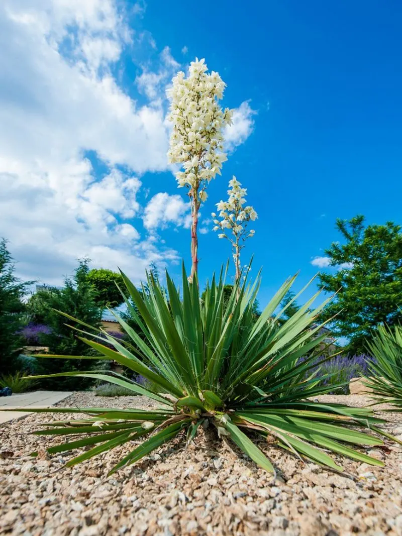 Yucca