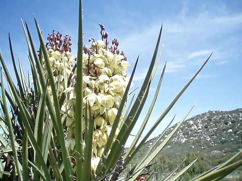 Yucca