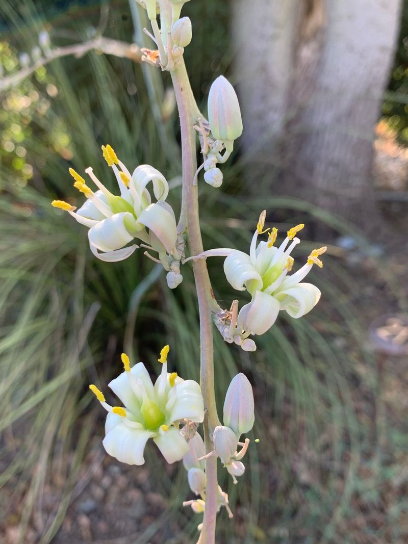 Yucca