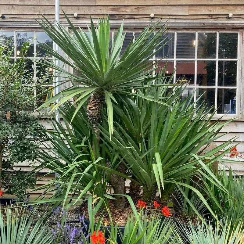 Yucca