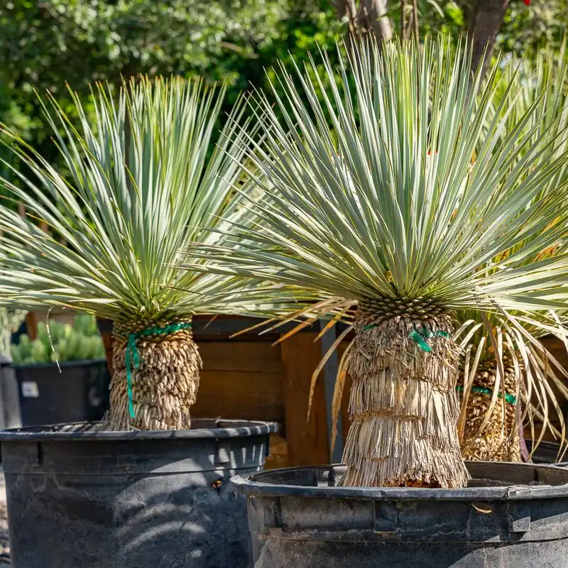 Yucca
