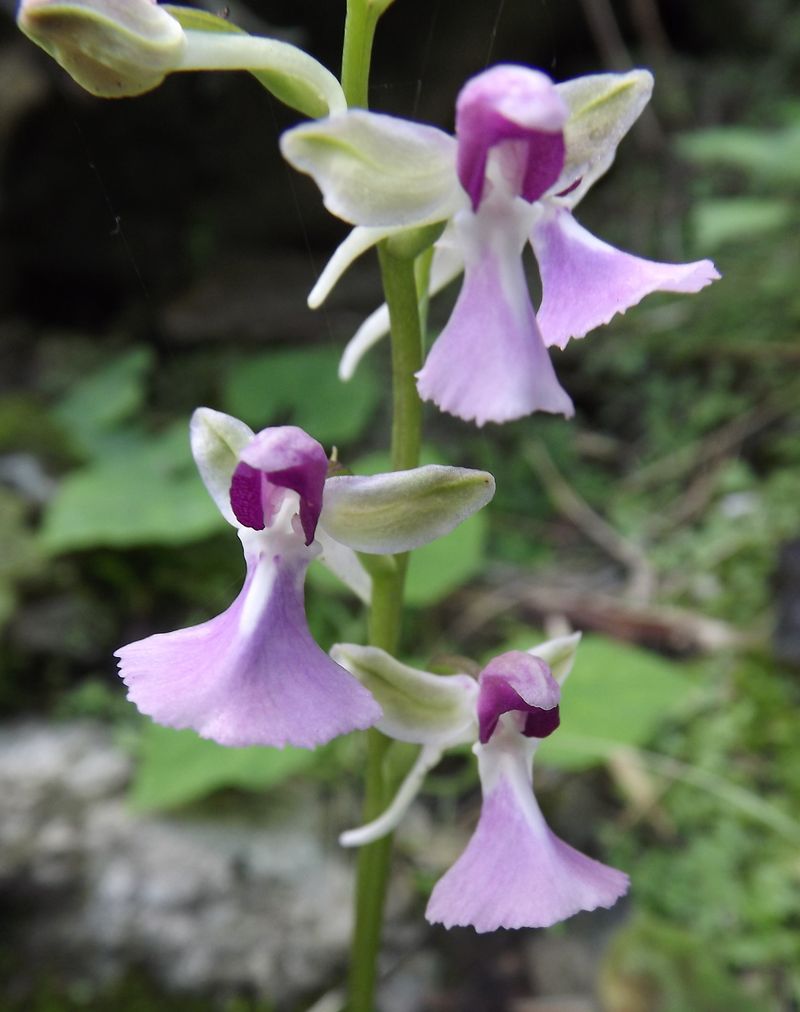 Yunnan Lake Orchid