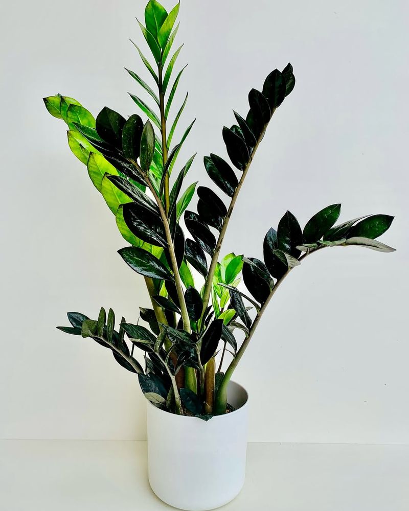 ZZ Plant