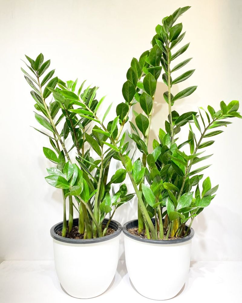 Zamioculcas