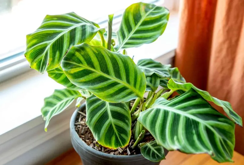 Zebra Plant