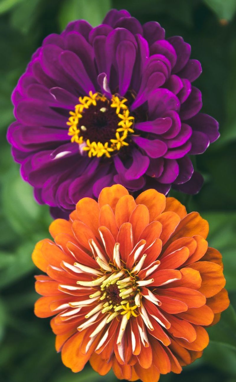 Zinnia